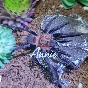 秘鲁蓝宝石稀有收藏级宠物蜘蛛