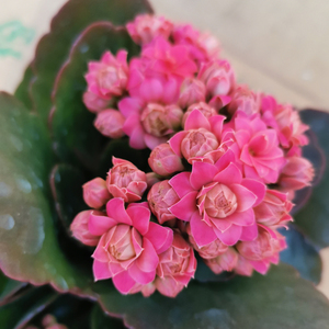 长寿花花卉盆栽绿植进口一代苗粉色重瓣新品长寿花西摩尔带花发货