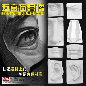 五官石膏雕像大卫眼睛鼻子耳朵嘴挂面像素描入门绘画静物写生套装