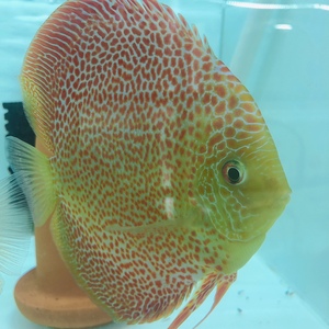 云上渔场新款豹点蛇七彩神仙鱼热带淡水观赏高品质幼苗信誉促销