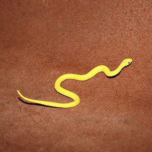 黄色蛇玩具