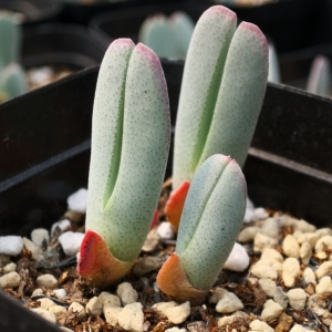 xj|虾钳 多肉植物  石生花肉肉 番杏科 cheiridopsis