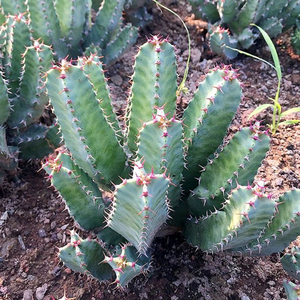 花龙园艺 白角麒麟 又名龙骨木 树脂大戟 超辣 多肉