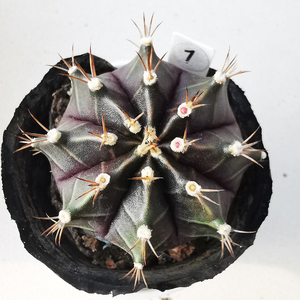 花龙园艺 黑寡妇 仙人球 牡丹类 黑色紫色仙人球 基地直供 多肉