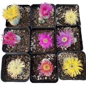 花龙园艺 金玲玉 金铃玉 银叶花属 紫花 屁股 生石花 基地直供