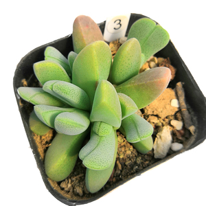 花龙园艺 虾钳 番杏科多肉植物 基地直供 多年开花株