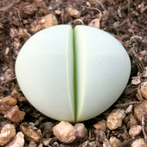 花龙园艺 金玲玉 金铃玉 银叶花属 紫花 屁股 生石花 基地直供