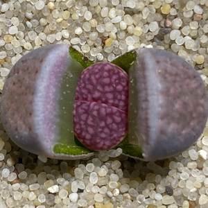 花龙园艺 紫福来 紫菀 紫寿丽玉 紫色生石花 屁股 基地直供