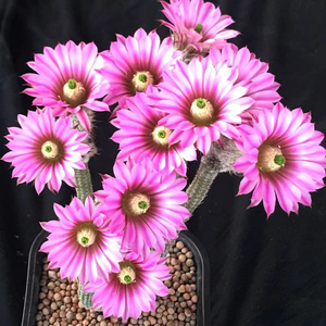 仙人掌趣味开花美观鹿角柱属银钮仙人球多肉新手防辐射小盆栽1人付款