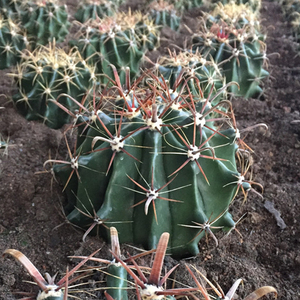 花龙园艺 富贵玉 仙人球系列 仙人掌科 迷你仙人球 多肉植物