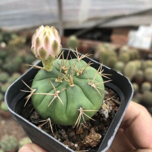 景后 勇将丸王仙人球 裸萼属硬刺开花窗台庭院多肉植物