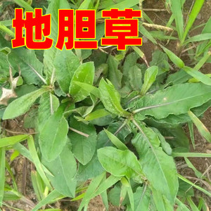 000人付款淘宝新鲜地胆草地胆头苦地胆理肺散牛吃埔铁灯盏野生草药中