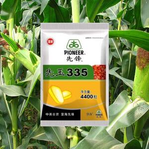 先玉335种玉米子轴新品登海红awj先锋角质抗虫抗病虫粮四川山东包