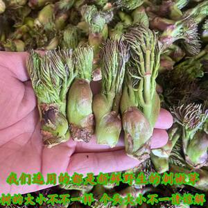 2022新货东北新鲜野生刺嫩芽500g包邮顺丰航空刺龙芽刺老芽山野菜