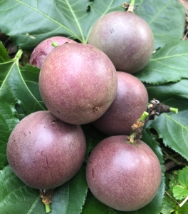 新货大凉山德昌百香果老品种3斤小甜果鸡蛋果西番莲新鲜水果自然