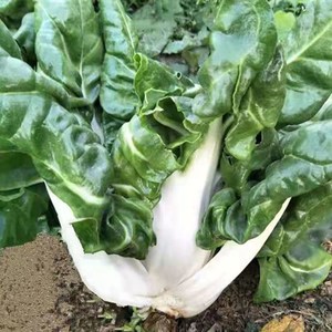 四川特产整棵新鲜厚皮菜牛皮菜瓢儿白菜君达菜莙荙菜现摘现发