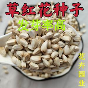 红花种子优质草红花籽藏红花种子新疆刺红花子干净无杂质包发芽率