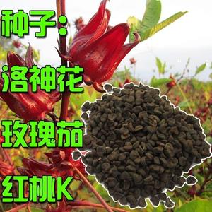 洛神花种子红桃k种子食用玫瑰茄种子食用观赏花卉种子花草茶