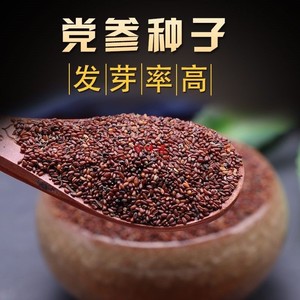 党参种子特级新鲜党参种籽岷县材当参党归黄芪种孑种植