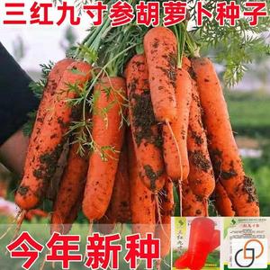 九寸参红胡萝卜种子水果蔬菜萝卜菜籽脆甜春秋季四季田园蔬菜种子