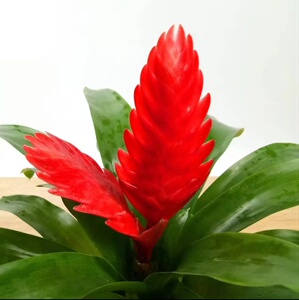 鸿运当头年宵花卡丽红莺歌玉扇盆栽植物水培室内花卉阳台办公美观