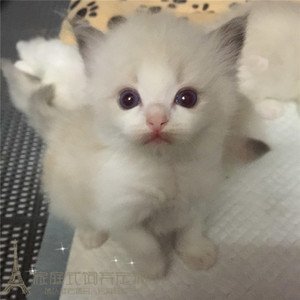 上海出售布偶猫活体 纯种布偶猫幼猫海豹双色奶油色幼崽 猫咪p