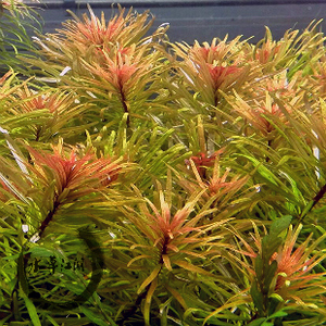 古巴叶底红水草