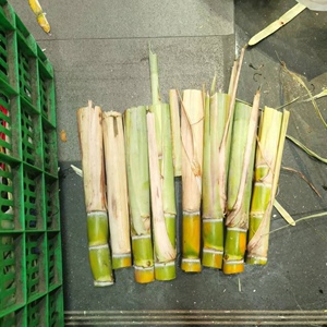 广东新鲜黄皮水果甘蔗种苗尾巴耐寒适合南北方种植10根3到5芽
