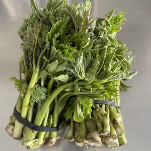 苦龙芽东北特产新鲜野生苦嫩芽山野菜蘸酱菜每份500g特价包邮顺丰