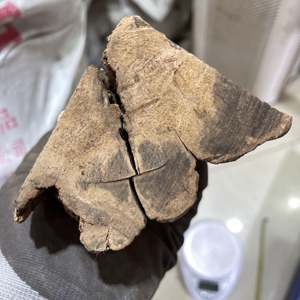 正区巴布亚贡木沉香原料原木料毛料