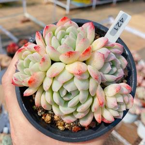 多肉植莎莎女王