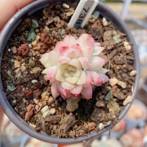 桃薰女王玫瑰群生暗纹韩稀有多头老桩阳台绿植多肉肉植物一物一拍