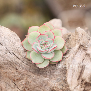 达摩女神 澳洲月光女神  澳月 多肉植物