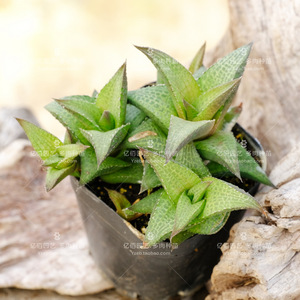 龙鳞 蛇皮掌 十二卷 硬叶多肉植物