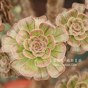 君美丽法师 法师锦 多肉植物 拉丝锦