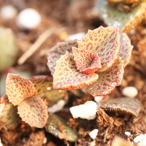 红唇 姬沙罗 沙罗属 多肉植物 注意尺寸