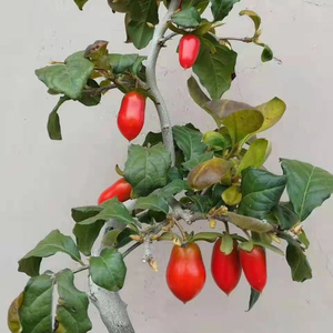 八重之辉 老鸦柿 老鸭柿 老爷柿 姬柿 嫁接苗 沐曦园 盆景盆栽