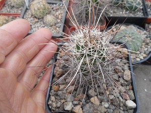 【乔乔多肉】仙人球种子 鹿角柱属 司虾种子