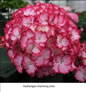 00喜兰达旗舰店天猫包对版绣球花性感女神妖精之吻三河千鸟美杜莎醉