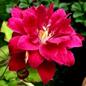 60同款货源海云和小锋淘宝小鼹鼠园艺家 铁线莲红星早花大花组