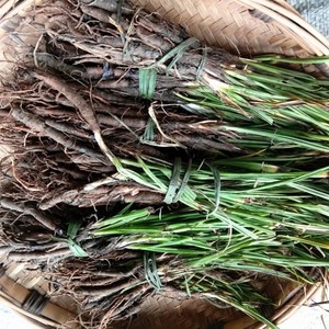 新鲜天然青草仙茅 独脚仙茅地棕苗独茅根 新鲜仙茅带根500g包邮