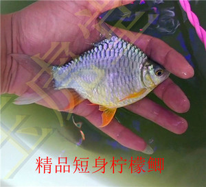 元宝鲫元宝泰国鲫红眼白子金元宝 短身柠檬鲫发财鱼观赏鱼活体