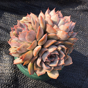 菲欧娜老桩 多肉植物群生 室内阳台 绿植盆栽 趣味 美观 好养易活