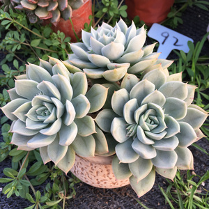 月亮仙子多肉 整群老桩 室内 阳台盆栽 绿萌园艺苑