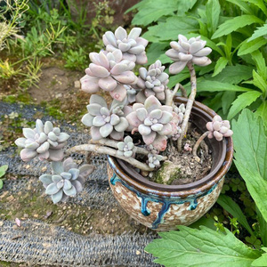 艾伦多肉植物多头群生老桩悬崖造型一物一拍办公室防辐射绿植盆栽