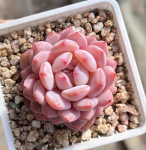 多肉植物 新品 玉芙蓉 稀有贵货 暗纹 一物一拍