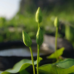 【小碧玉】周劲松03小盆栽荷花微型莲花非成品碗莲种藕或小苗直播