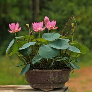 【纤61小紫】周劲松小盆栽荷花微型莲花碗莲种藕或小苗根茎不带花