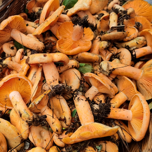 贵州深山老林新鲜野生谷熟菌枞树菌重阳菌雁来蕈精选小骨朵蘑菇食