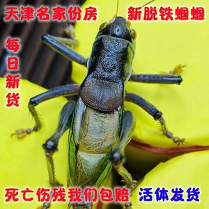 憨叫蝈蝈